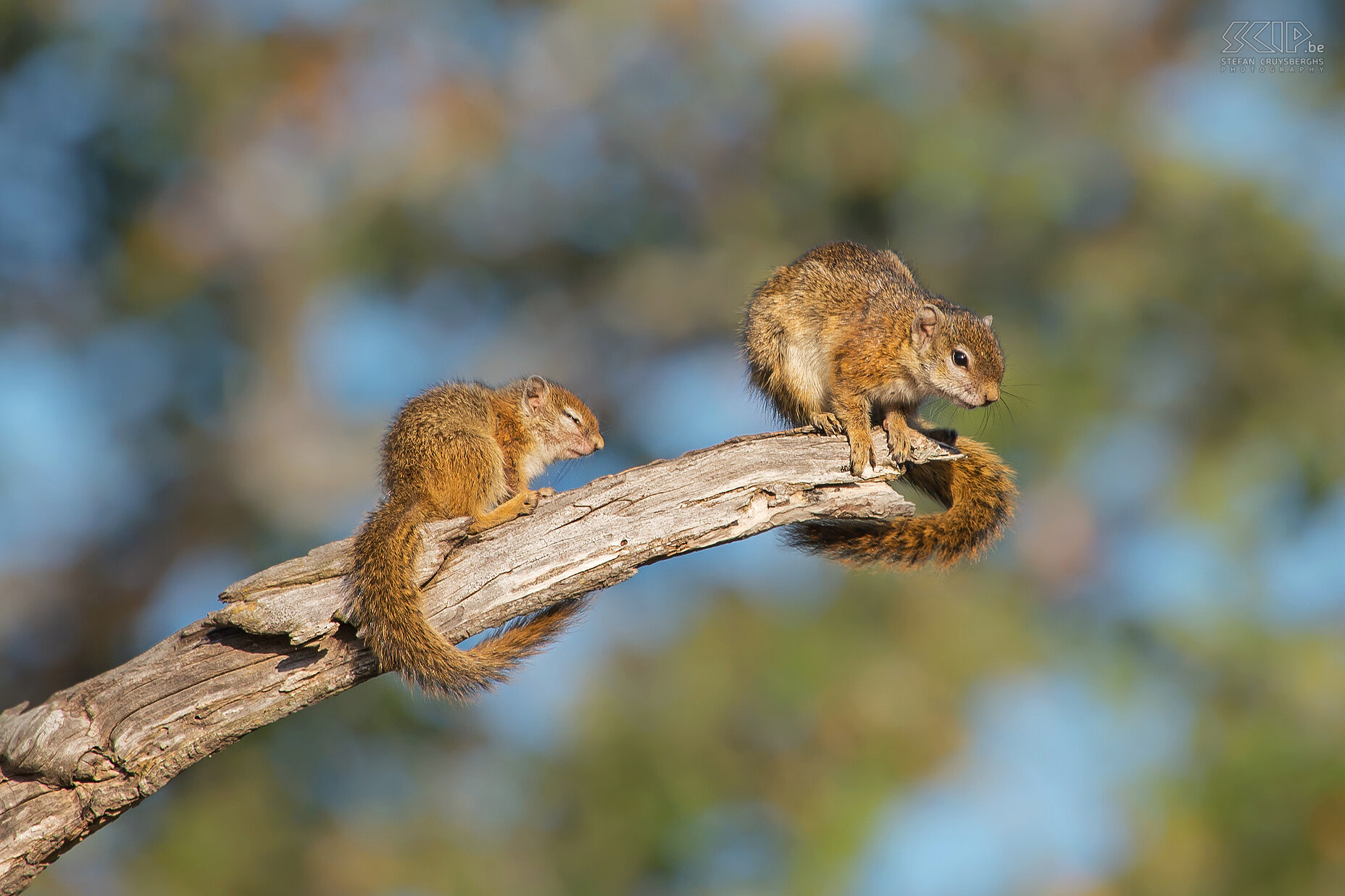 South Luangwa - Tree squirrels Adult and juvenile tree squirrels (Smith's bush squirrel, Paraxerus cepapi). This small African bush squirrel is quite common, it is diurnal and they can become 35cm long and weigh around 190g. Stefan Cruysberghs